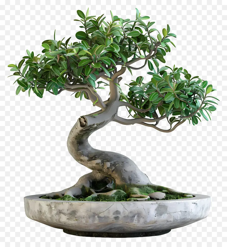 Ficus Bonsai，Bonsai Ağacı PNG