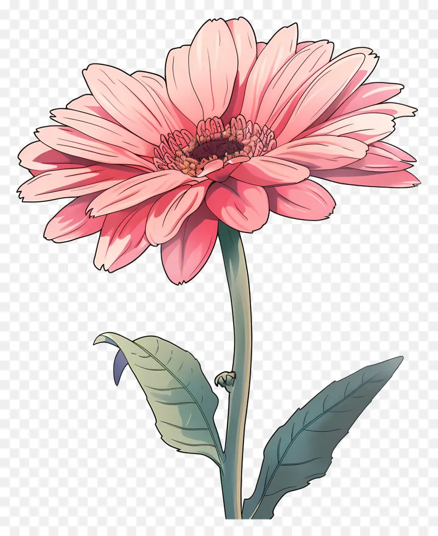 Pembe Gerbera，Portakal Çiçeği PNG