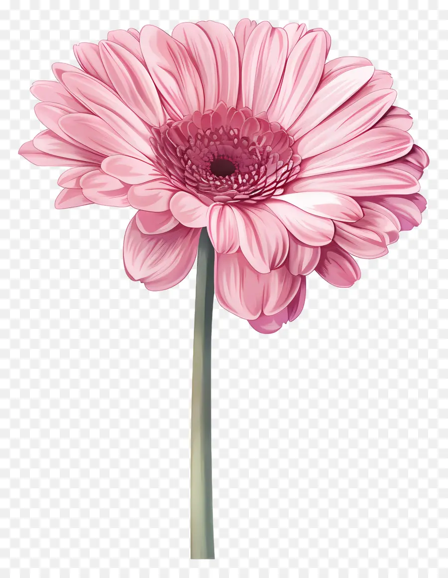 Pembe Gerbera，Pembe Çiçek PNG