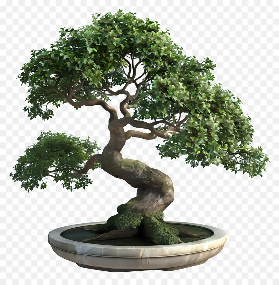 Pohon Bonsai，Bonsai Ağacı PNG