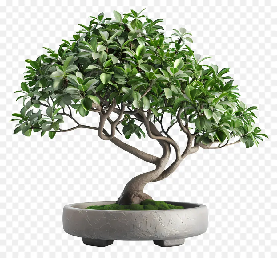 Ficus Bonsai，Saksı Bitkisi PNG