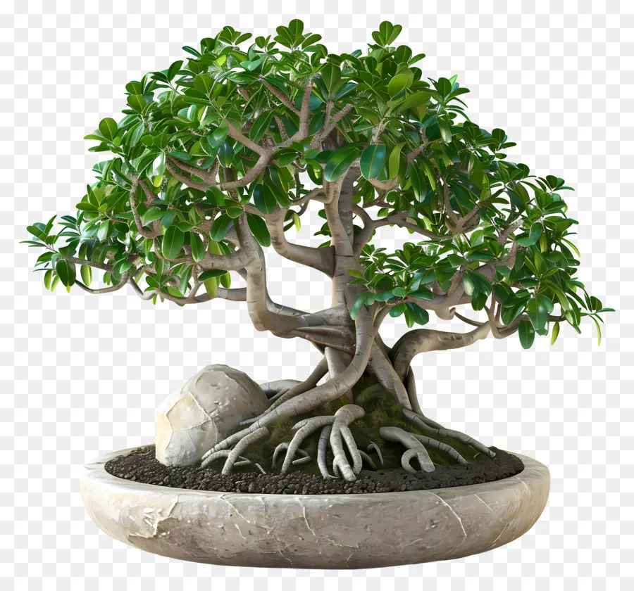 Ficus Bonsai，Bonsai Ağacı PNG