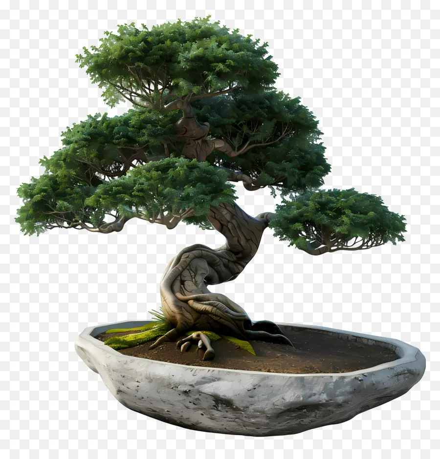 Pohon Bonsai，Bonsai Ağacı PNG