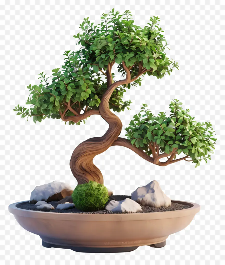 Pohon Bonsai，Bonsai Ağacı PNG