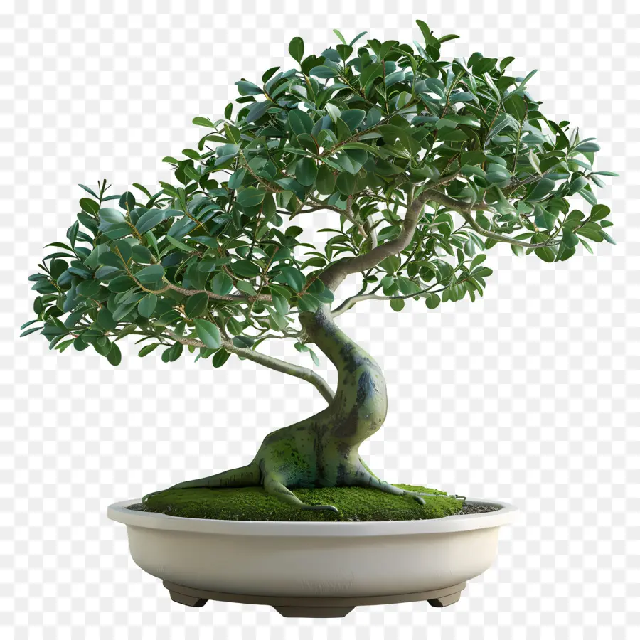 Ficus Bonsai，Bonsai Ağacı PNG