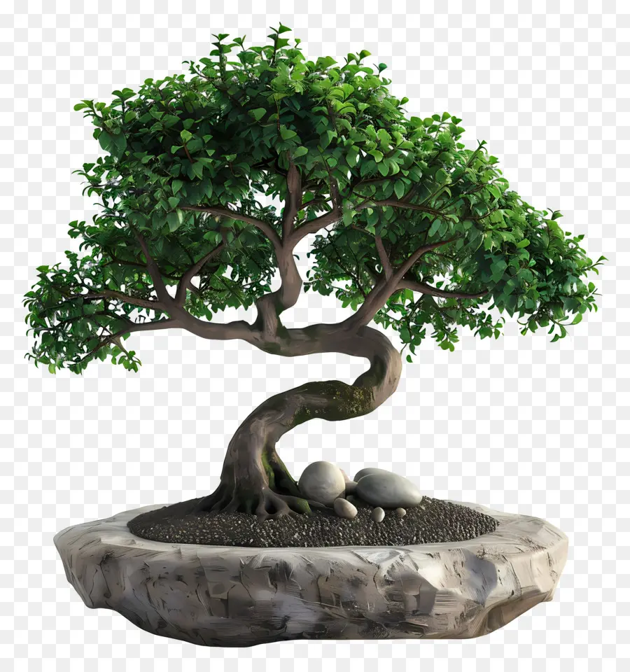 Pohon Bonsai，Bonsai Ağacı PNG