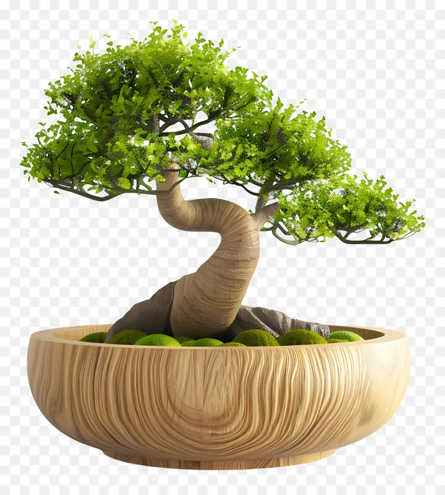 Pohon Bonsai，Bonsai Ağacı PNG