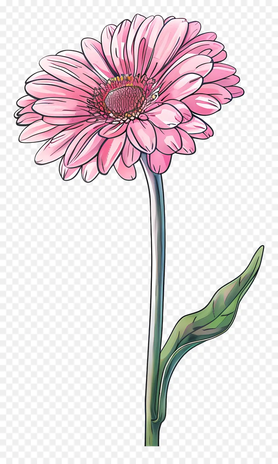 Pembe Gerbera，Papatya PNG