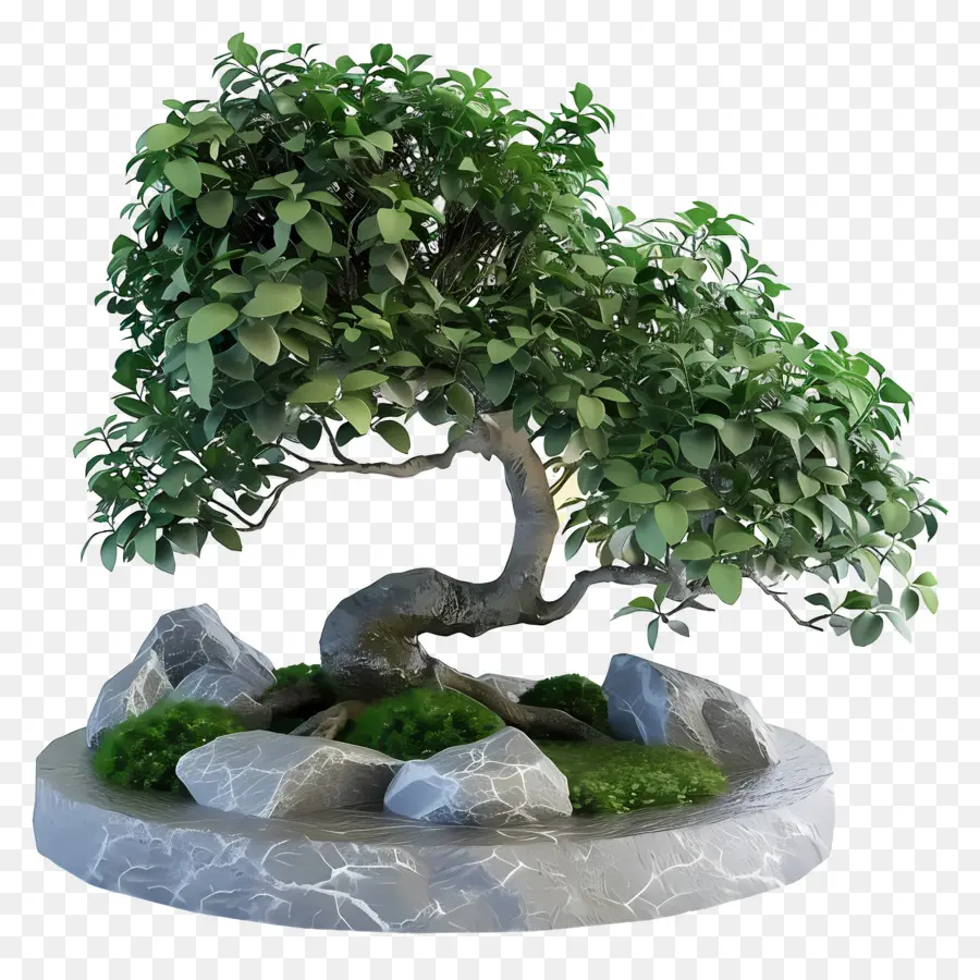 Ficus Bonsai，Bonsai Ağacı PNG