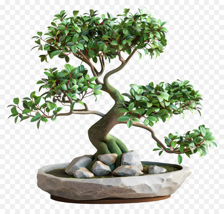 Ficus Bonsai，Bonsai Ağacı PNG