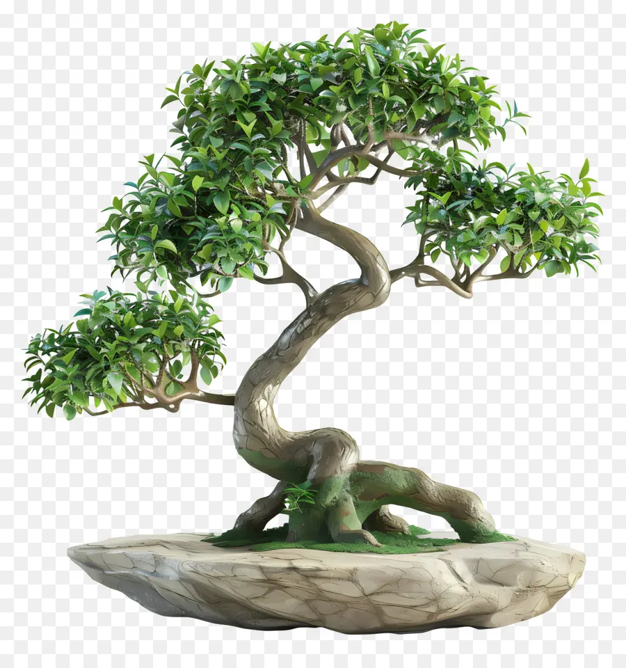 Ficus Bonsai，Bonsai Ağacı PNG