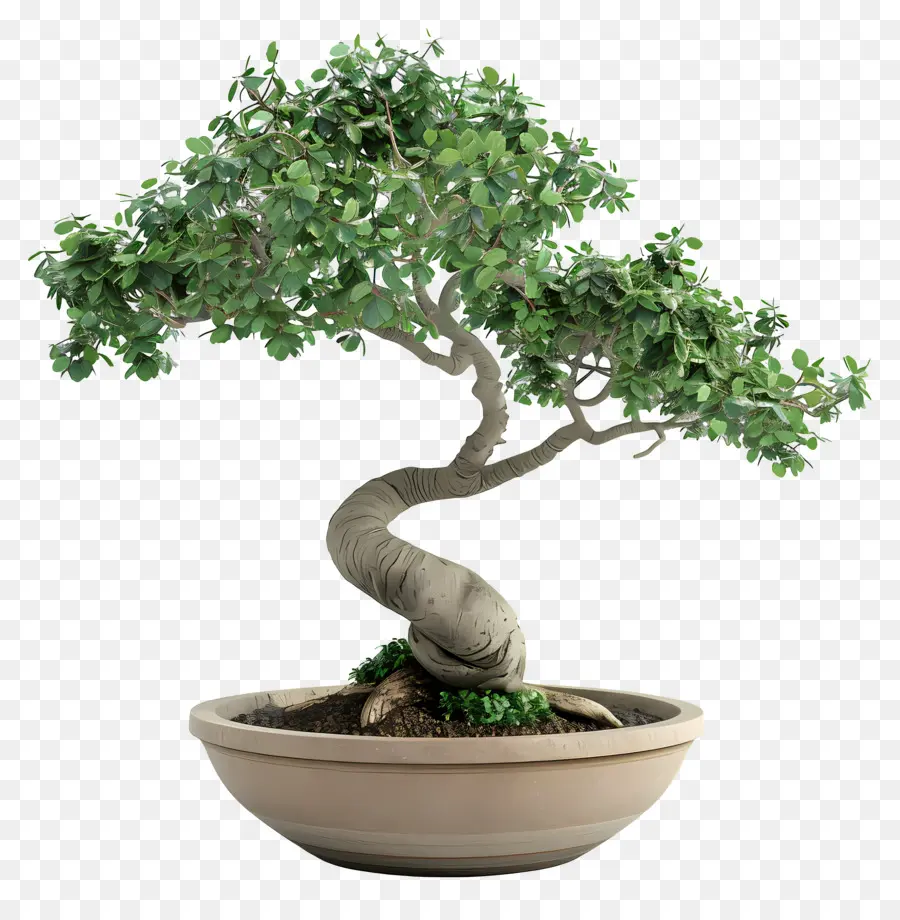 Pohon Bonsai，Bonsai Ağacı PNG