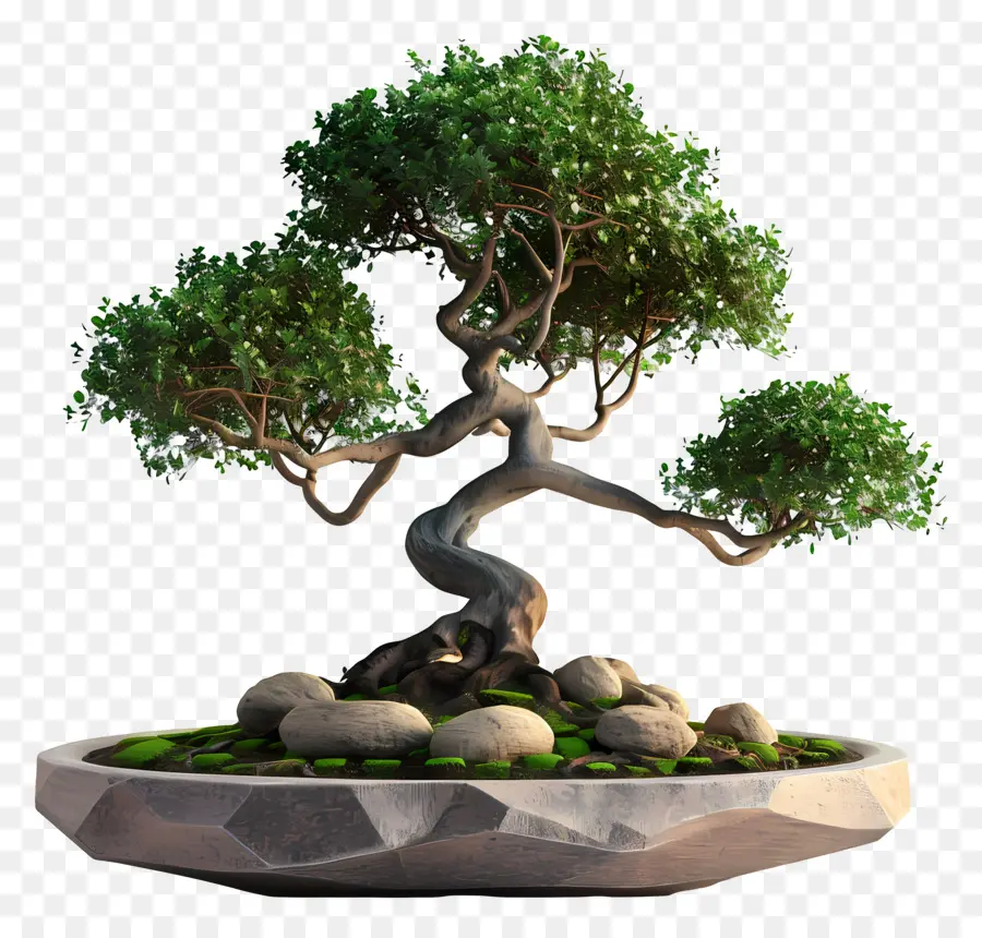 Pohon Bonsai，Bonsai Ağacı PNG