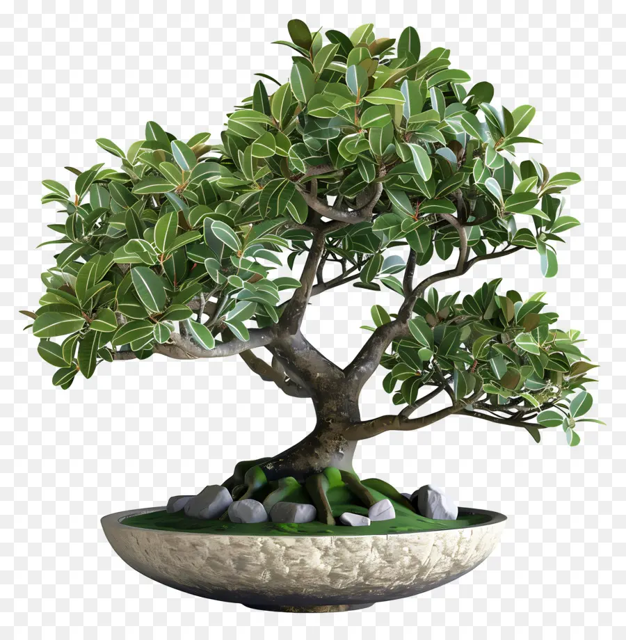 Ficus Bonsai，Bonsai Ağacı PNG