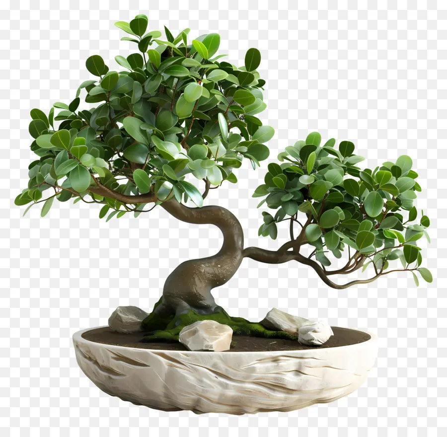 Ficus Bonsai，Bonsai Ağacı PNG