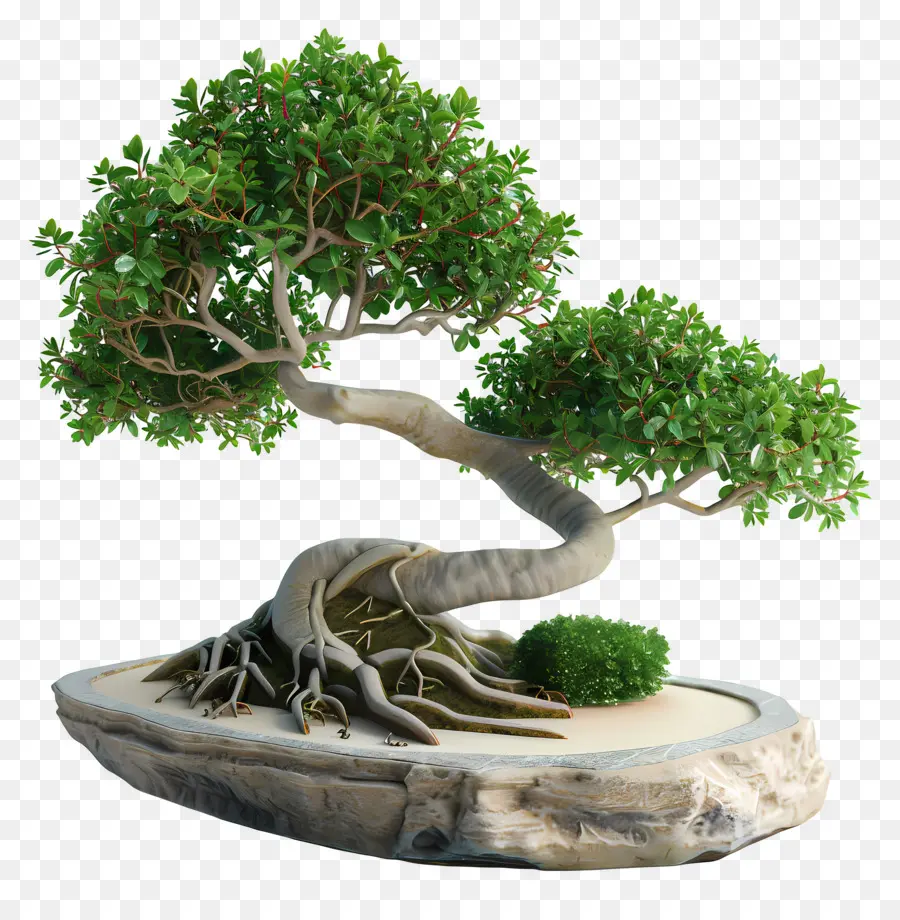 Pohon Bonsai，Bonsai Ağacı PNG