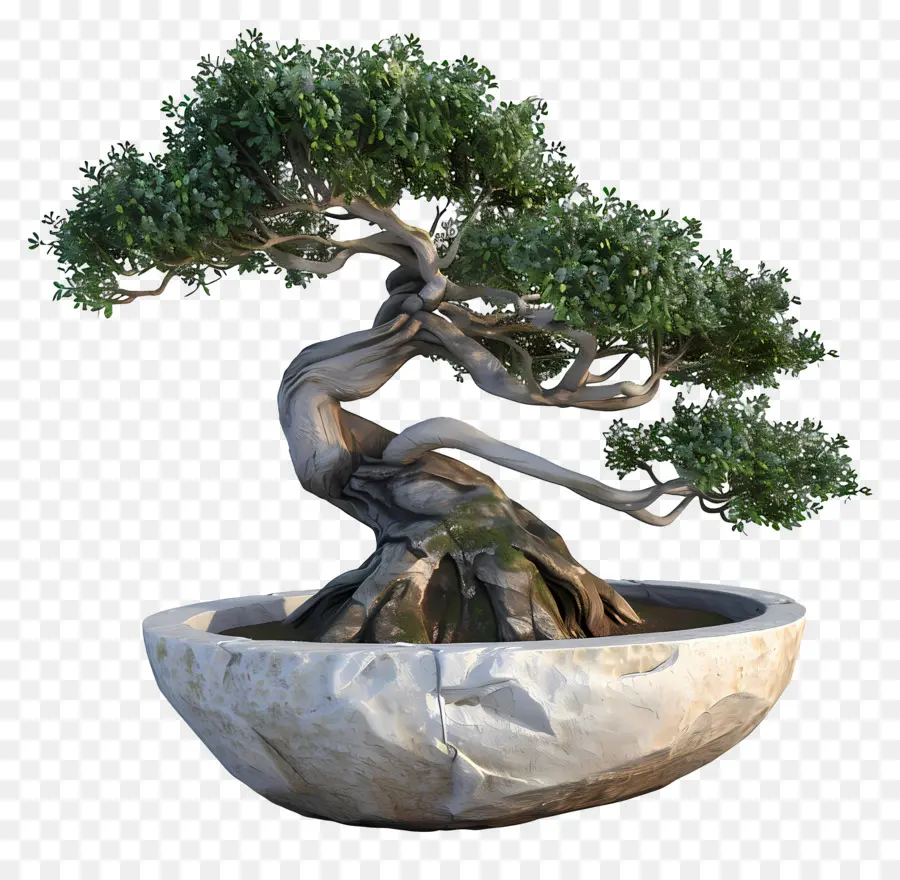 Pohon Bonsai，Bonsai Ağacı PNG