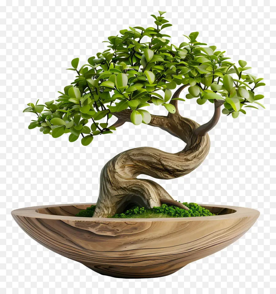 Pohon Bonsai，Bonsai Ağacı PNG