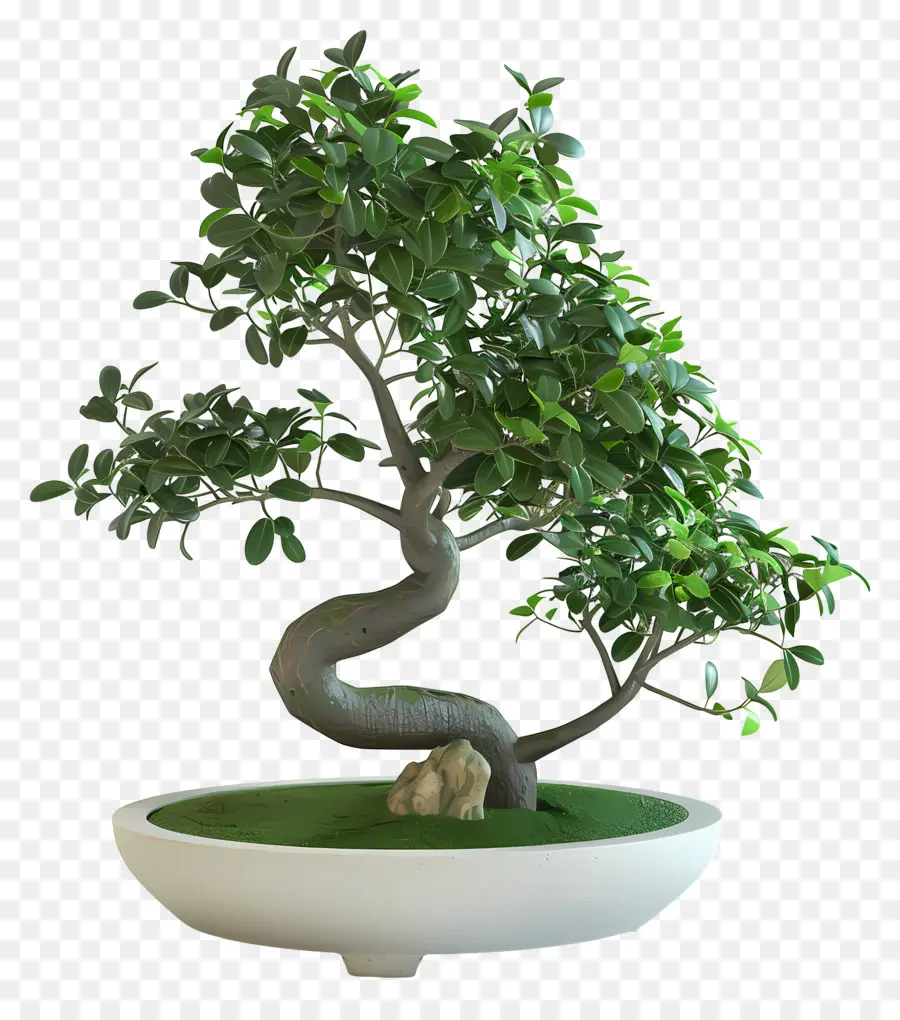 Ficus Bonsai，Bonsai Ağacı PNG