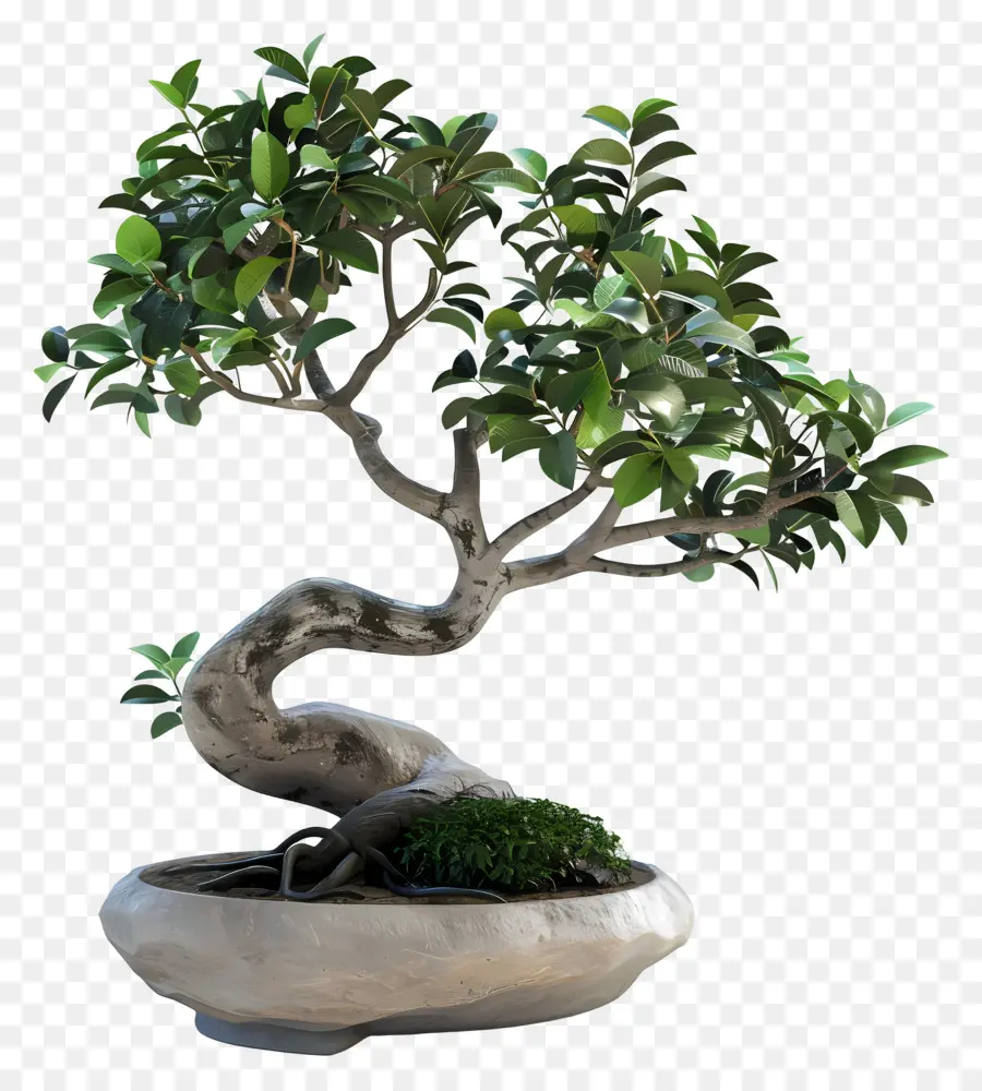 Ficus Bonsai，Bonsai Ağacı PNG