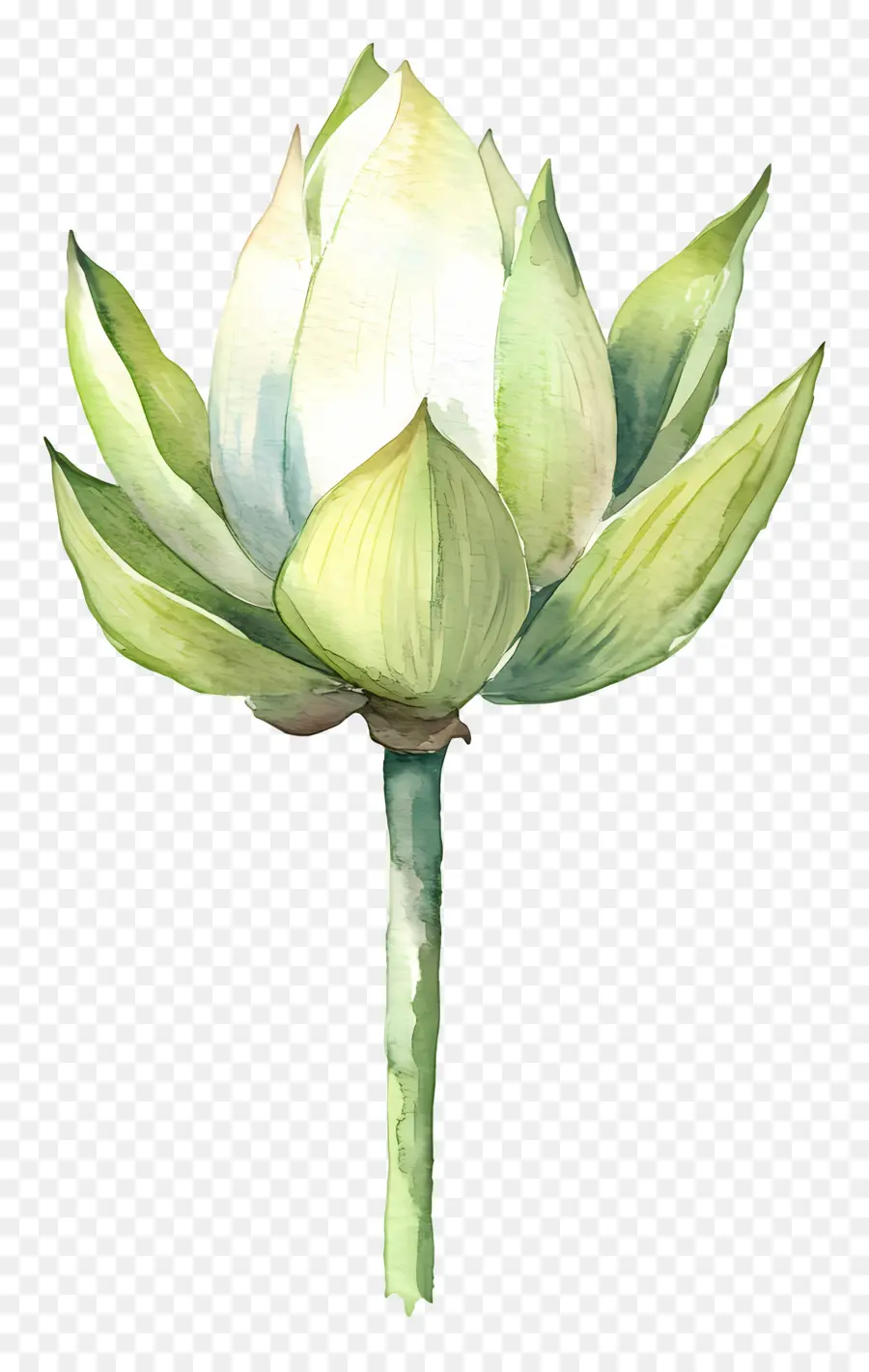 Suluboya Lotus，Beyaz Lotus PNG