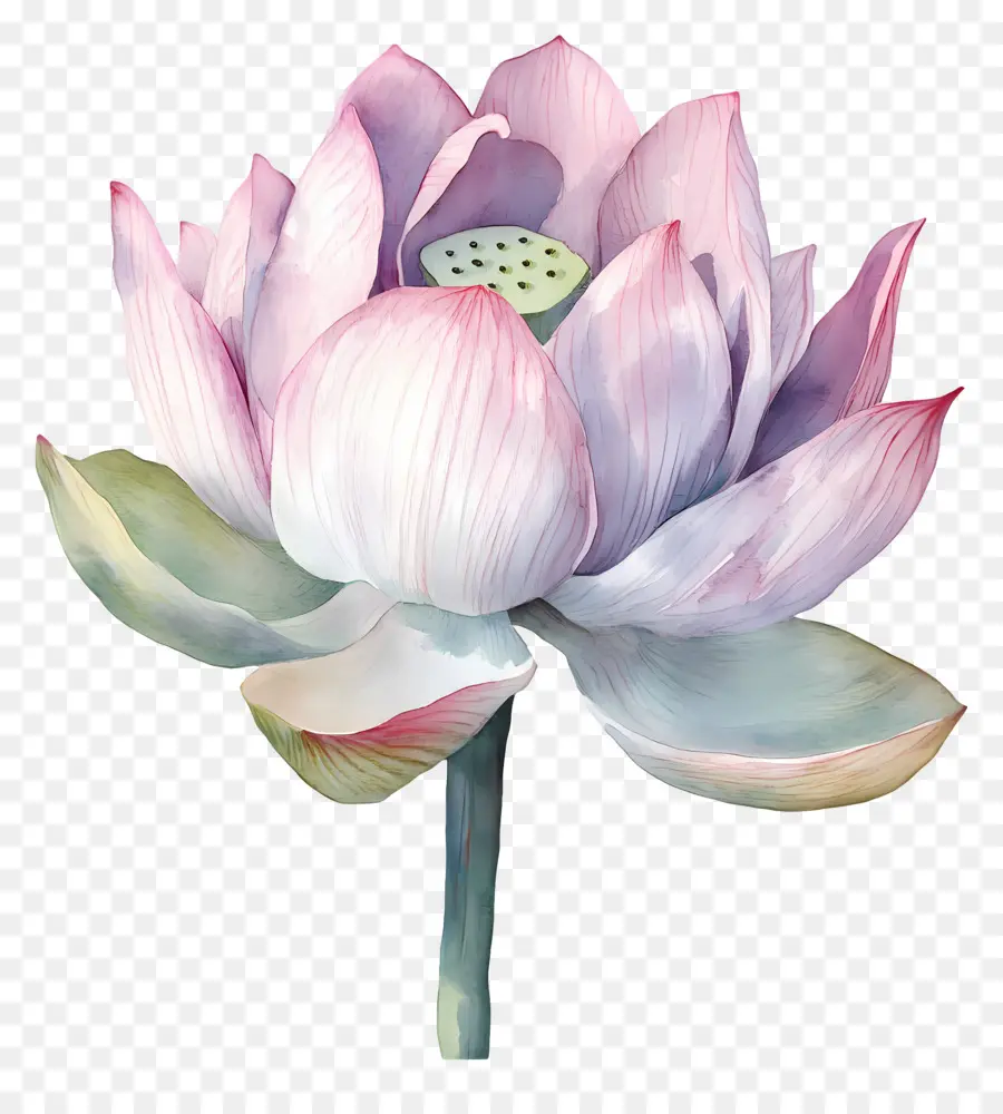 Suluboya Lotus，Nilüfer Çiçeği PNG