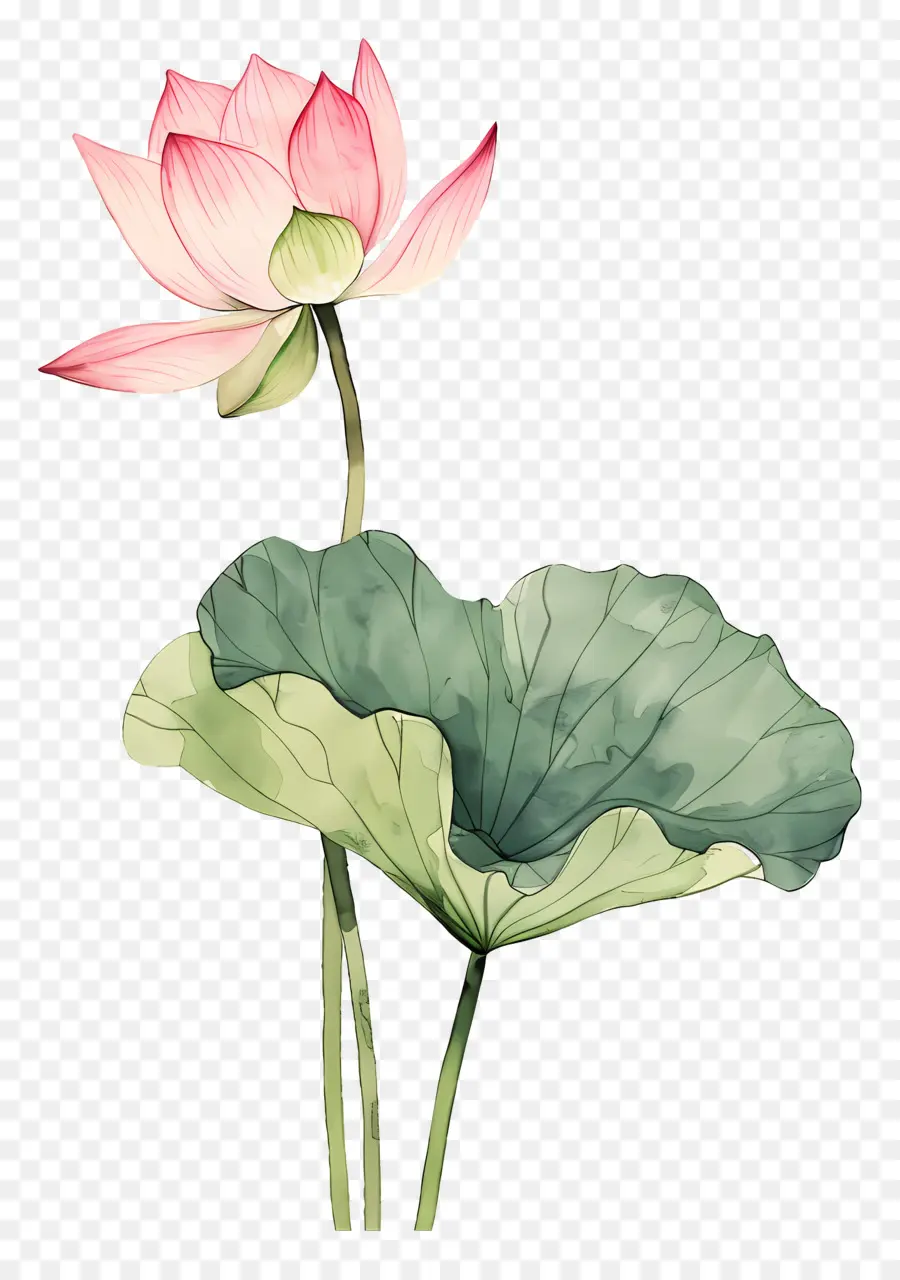 Pembe Nilüfer çiçekleri，Pembe Lotus Çiçeği PNG