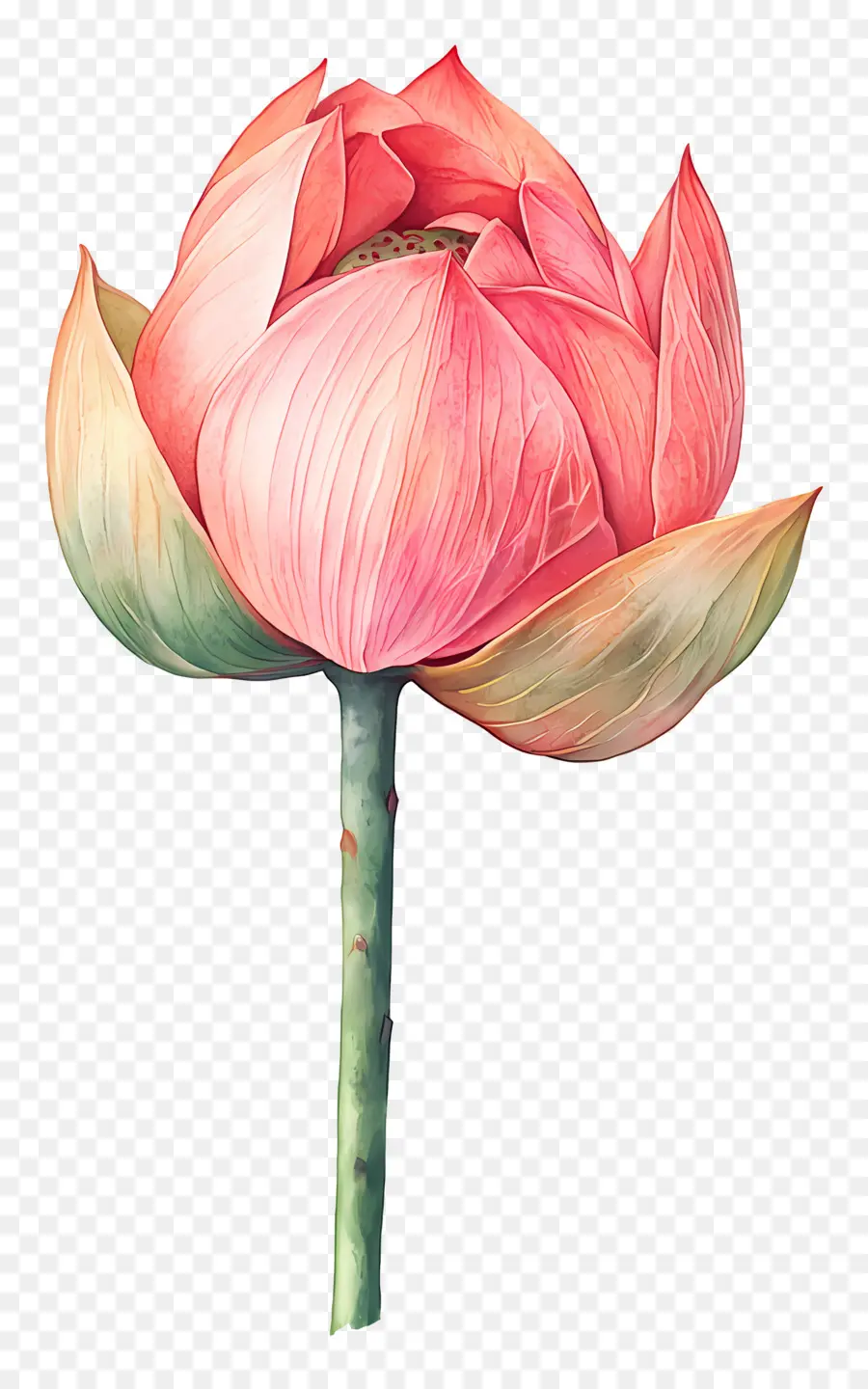 Suluboya Lotus，Pembe Lotus PNG