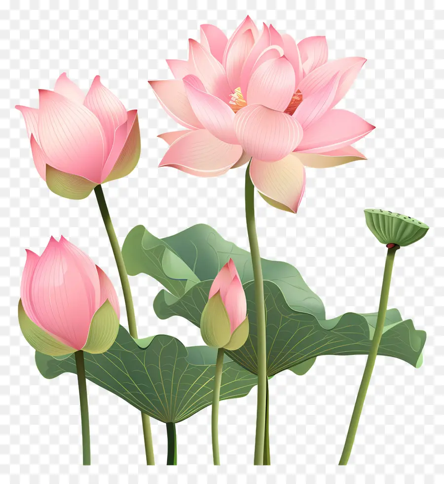 Pembe Nilüfer çiçekleri，Pembe Lotus PNG