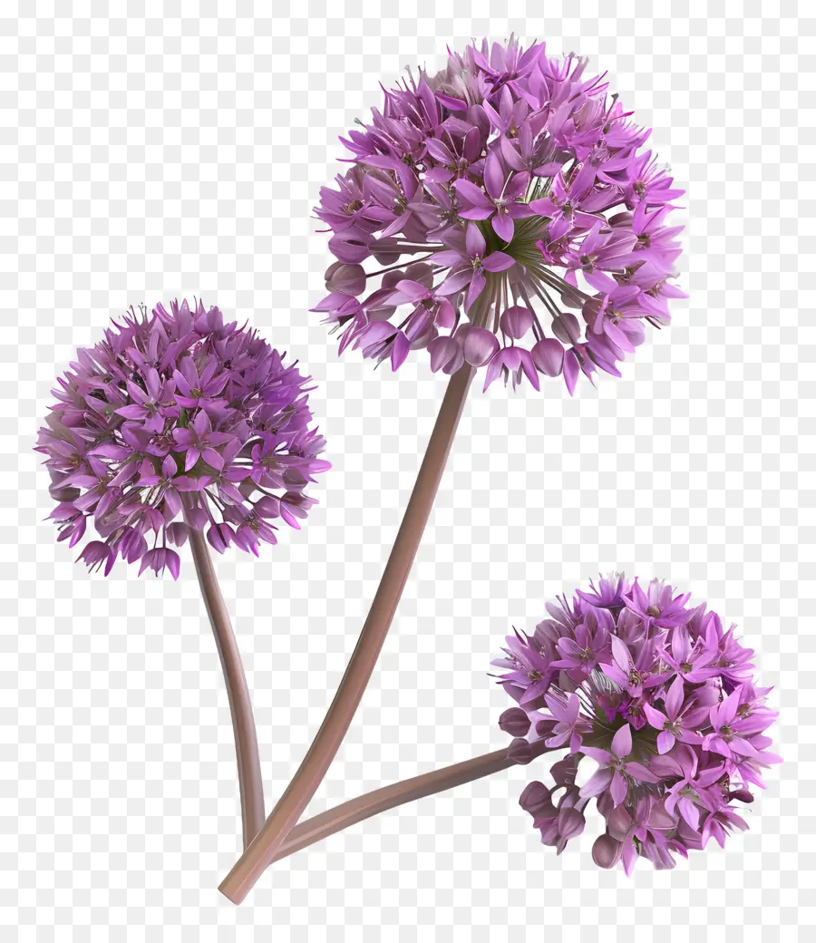 3d Allium çiçeği，Mor Çiçekler PNG