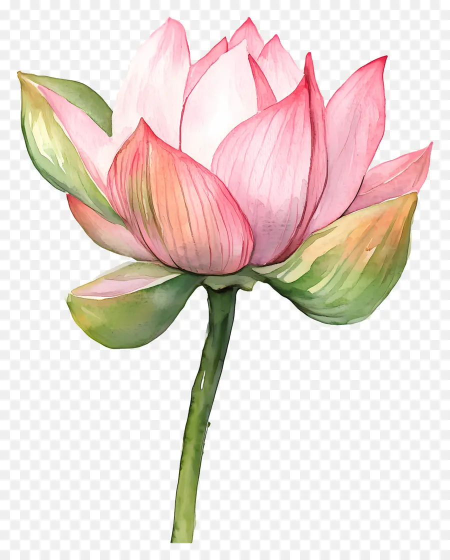 Suluboya Lotus，Pembe Lotus Çiçeği PNG