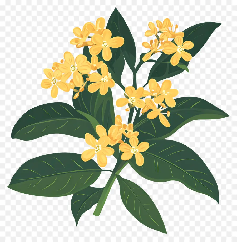 Osmanthus Çiçeği，Sarı Çiçekler PNG