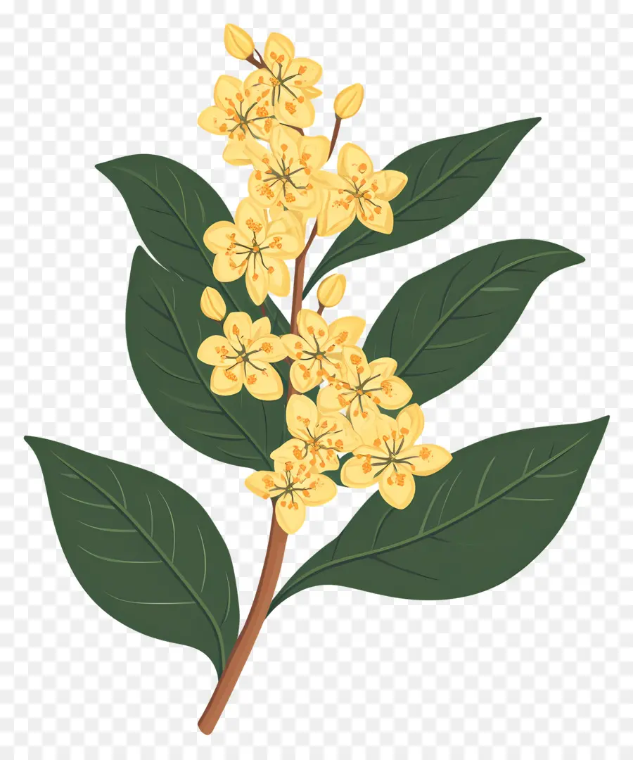 Osmanthus Çiçeği，Sarı Çiçekler PNG