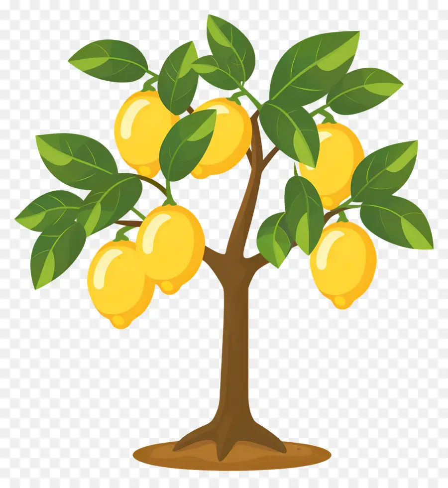 Limon Ağacı，Limon PNG