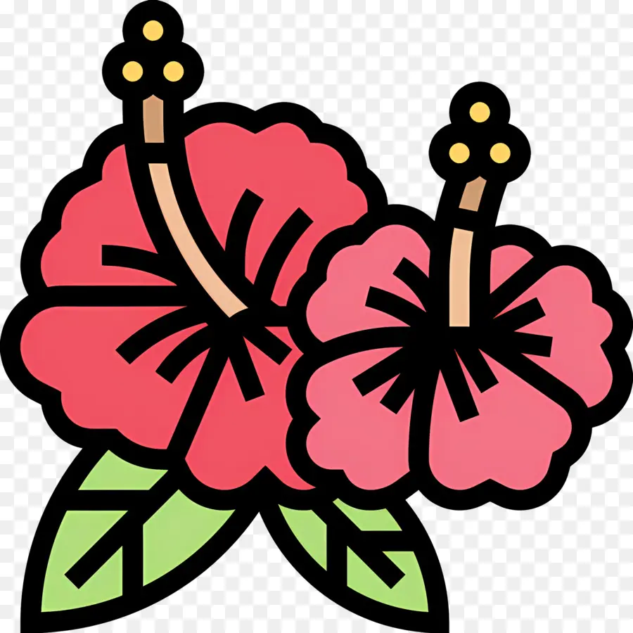 Tropikal çiçek，Hibiskus çiçekleri PNG