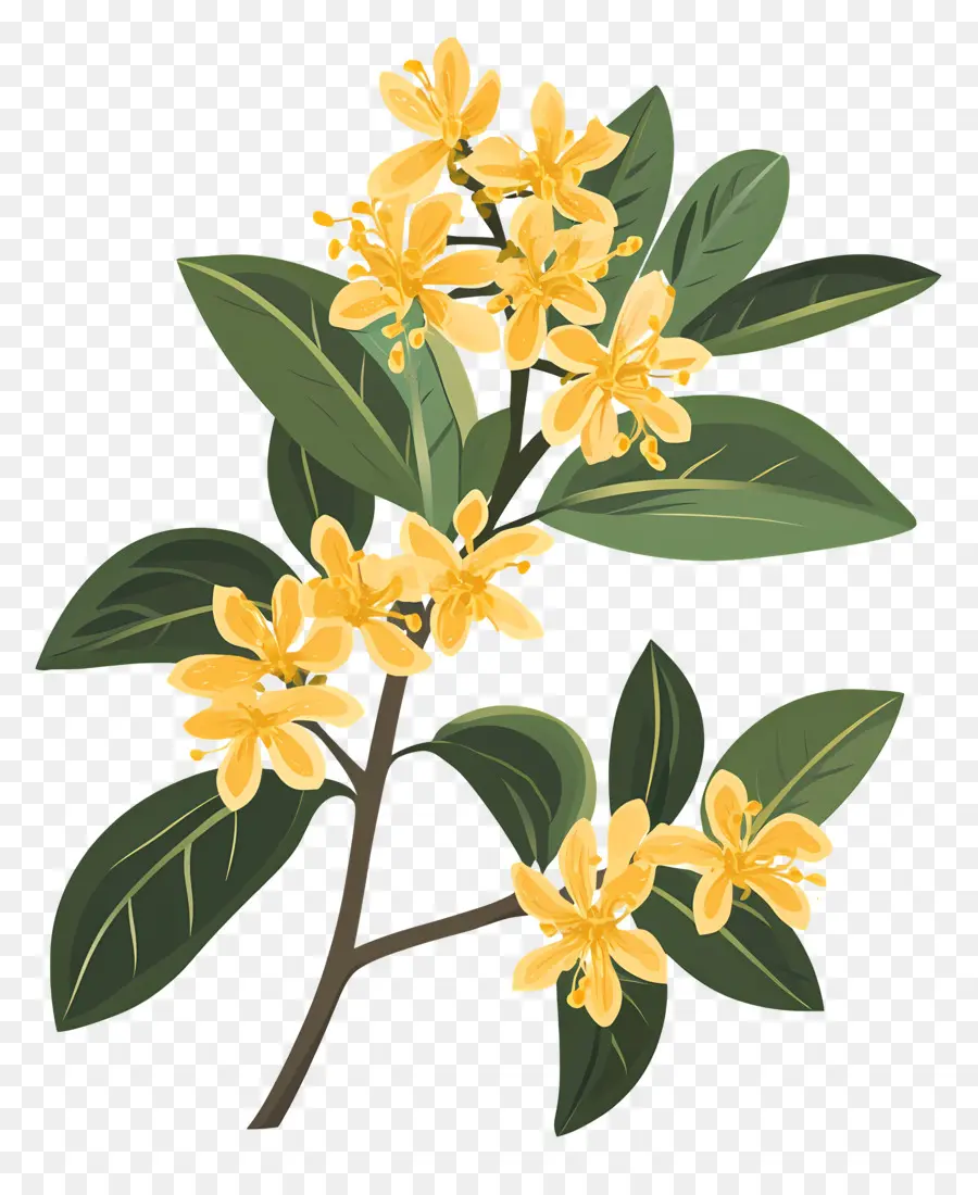 Osmanthus Çiçeği，Çiçek Dalı PNG