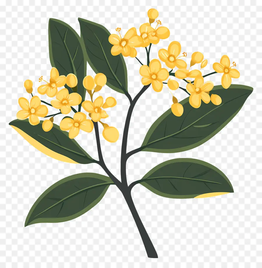 Osmanthus Çiçeği，Sarı Çiçekler PNG