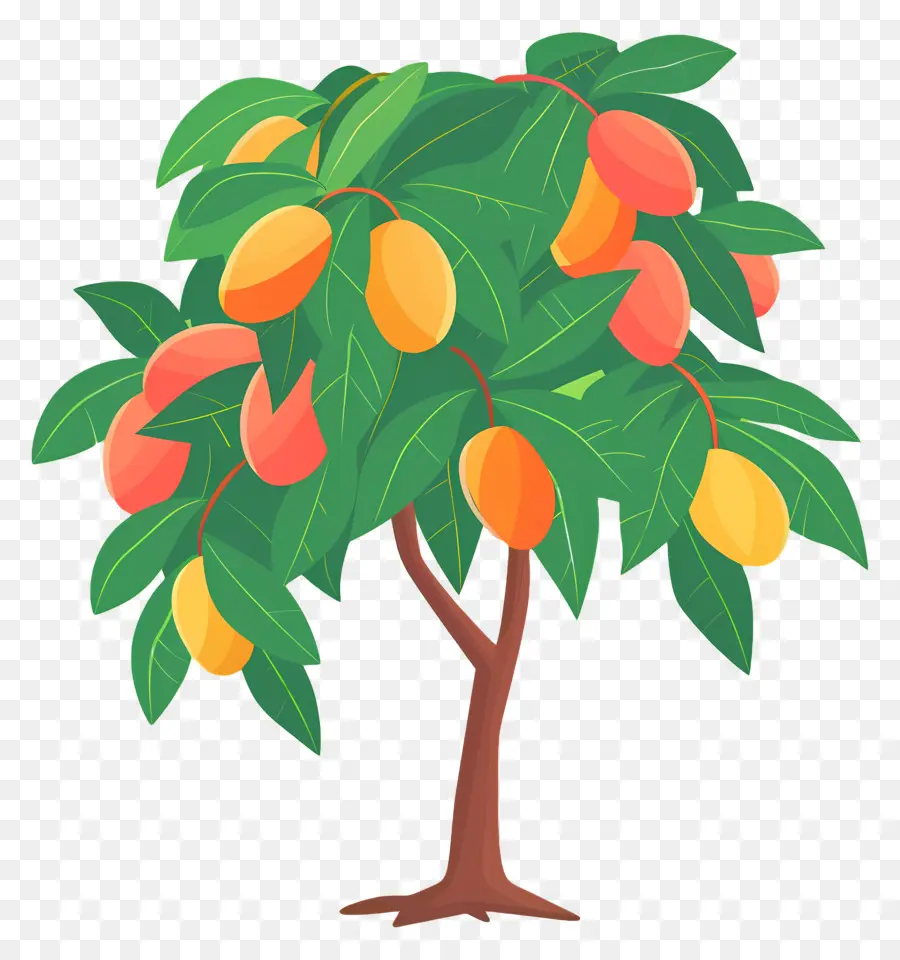 Mango Ağacı，Meyve PNG