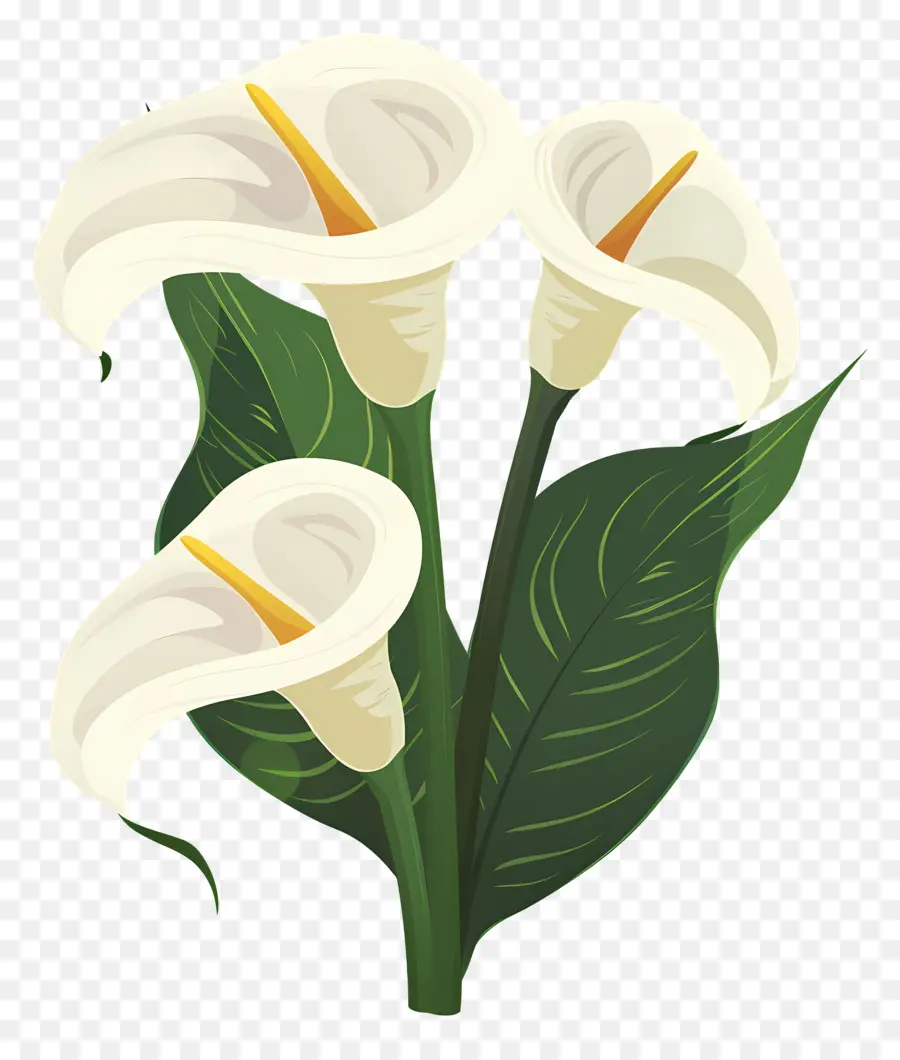 Calla Lily，Beyaz Calla Zambaklar PNG