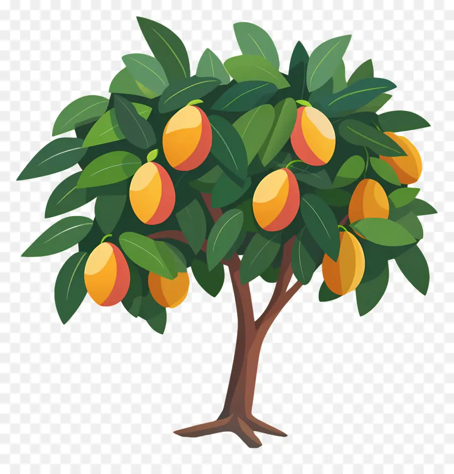 Mango Ağacı，Meyve PNG