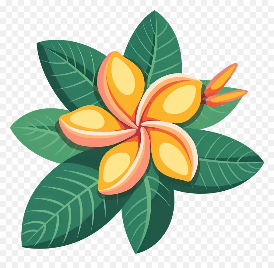 Plumeria çiçeği，Sarı Ve Pembe Çiçek PNG