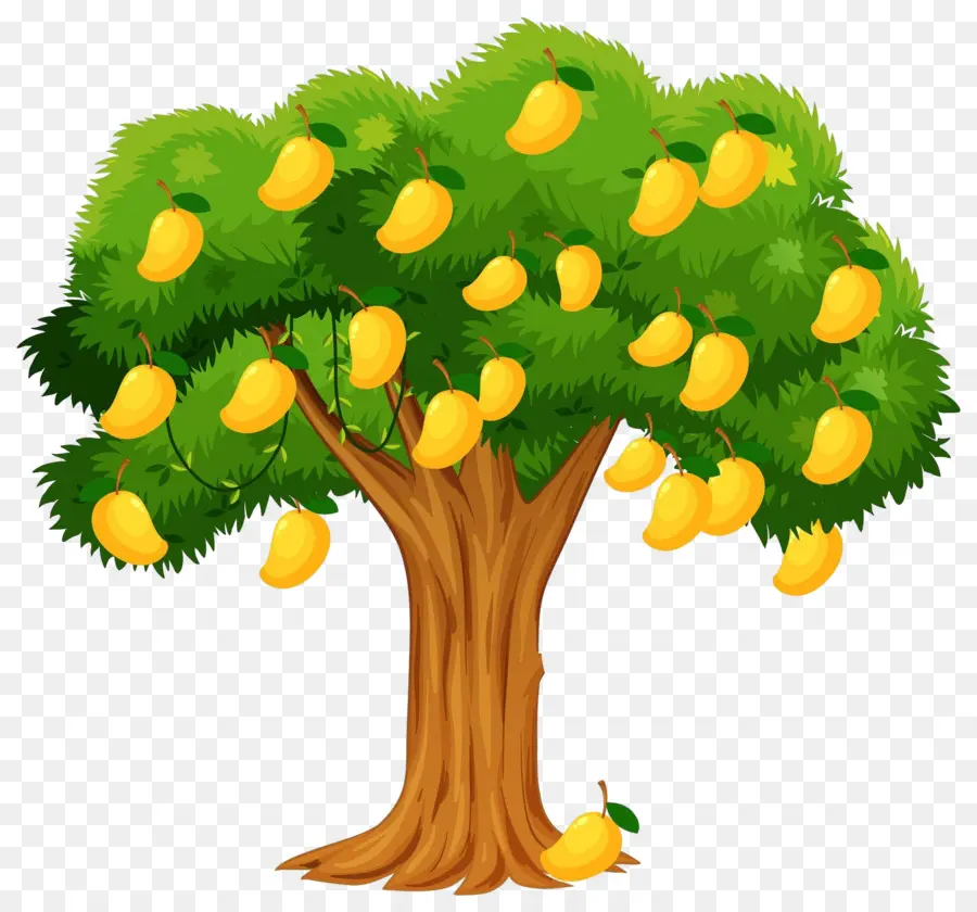 Mango Ağacı，Meyve PNG