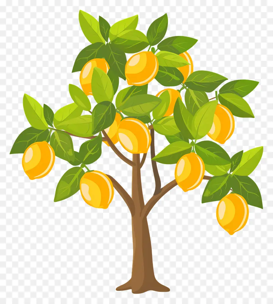 Limon Ağacı，Mango Ağacı PNG