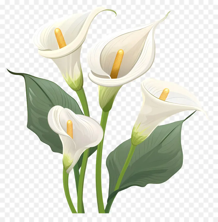 Calla Lily，Beyaz Calla Zambaklar PNG