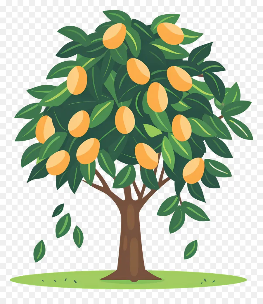 Mango Ağacı，Meyve PNG