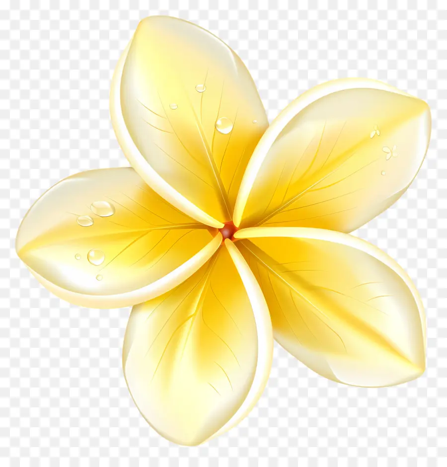 Plumeria çiçeği，Su Damlacıkları Ile Sarı çiçek PNG