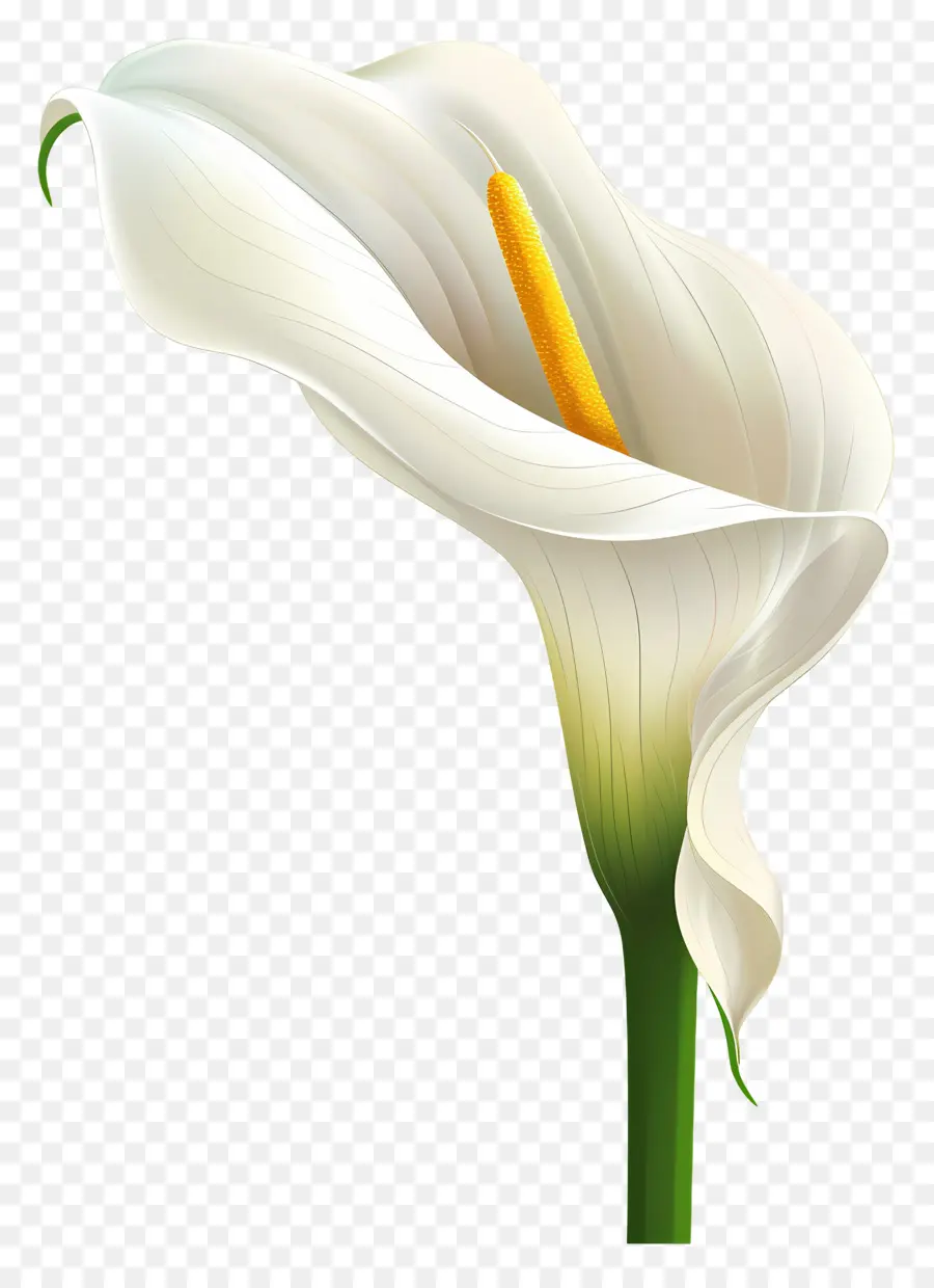 Calla Lily，Beyaz Calla Lily PNG