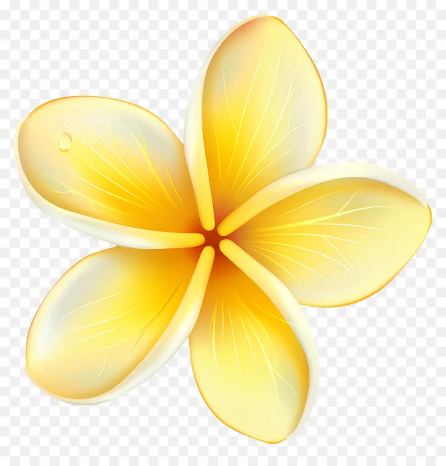 Plumeria çiçeği，Su Damlacıkları Ile Sarı çiçek PNG