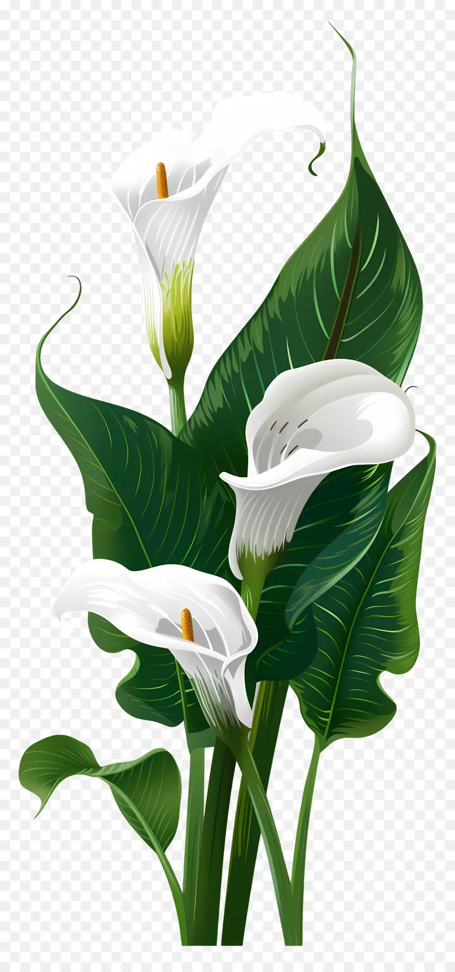 Calla Lily，Beyaz PNG