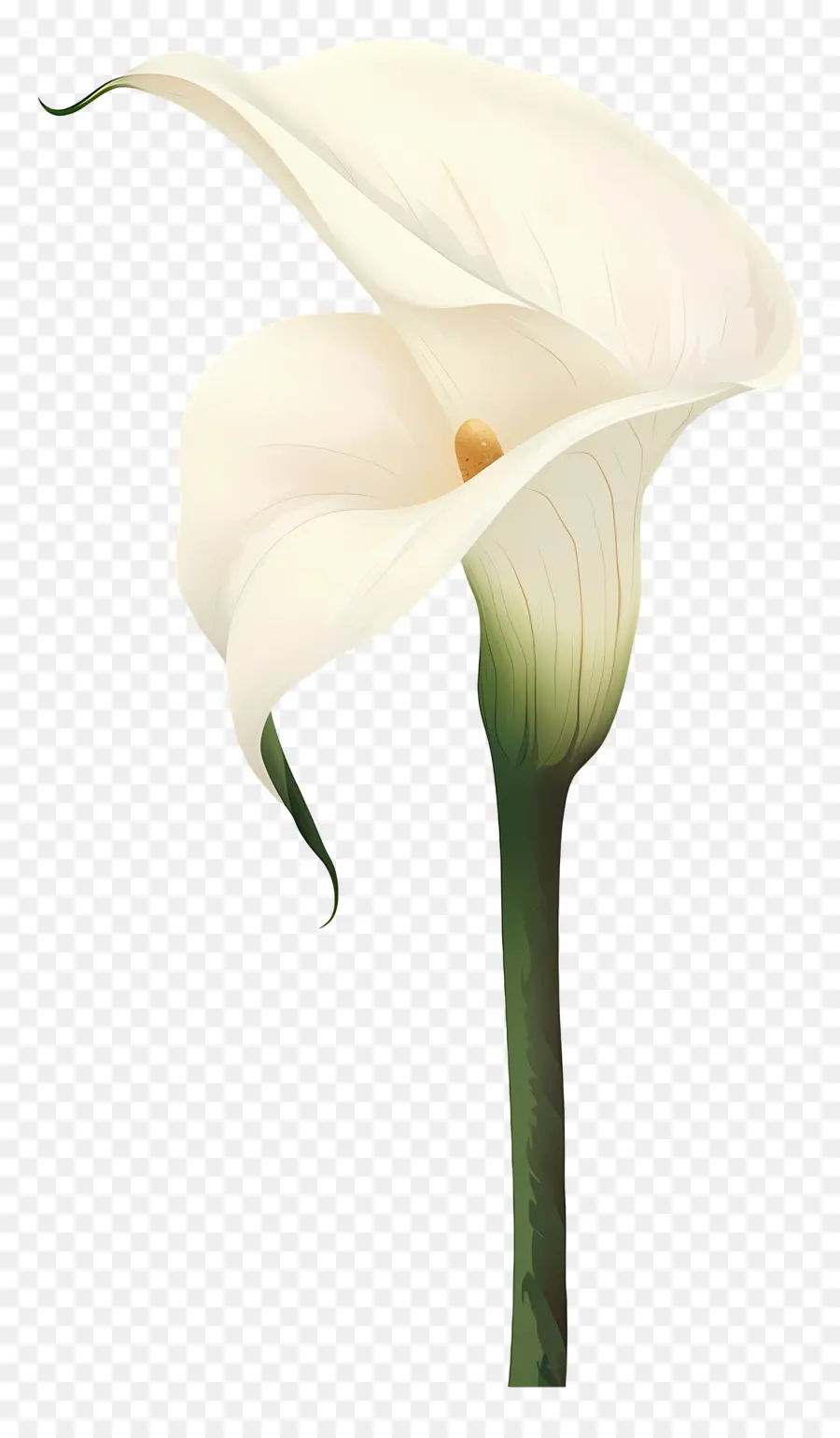 Calla Lily，Beyaz Calla Lily PNG